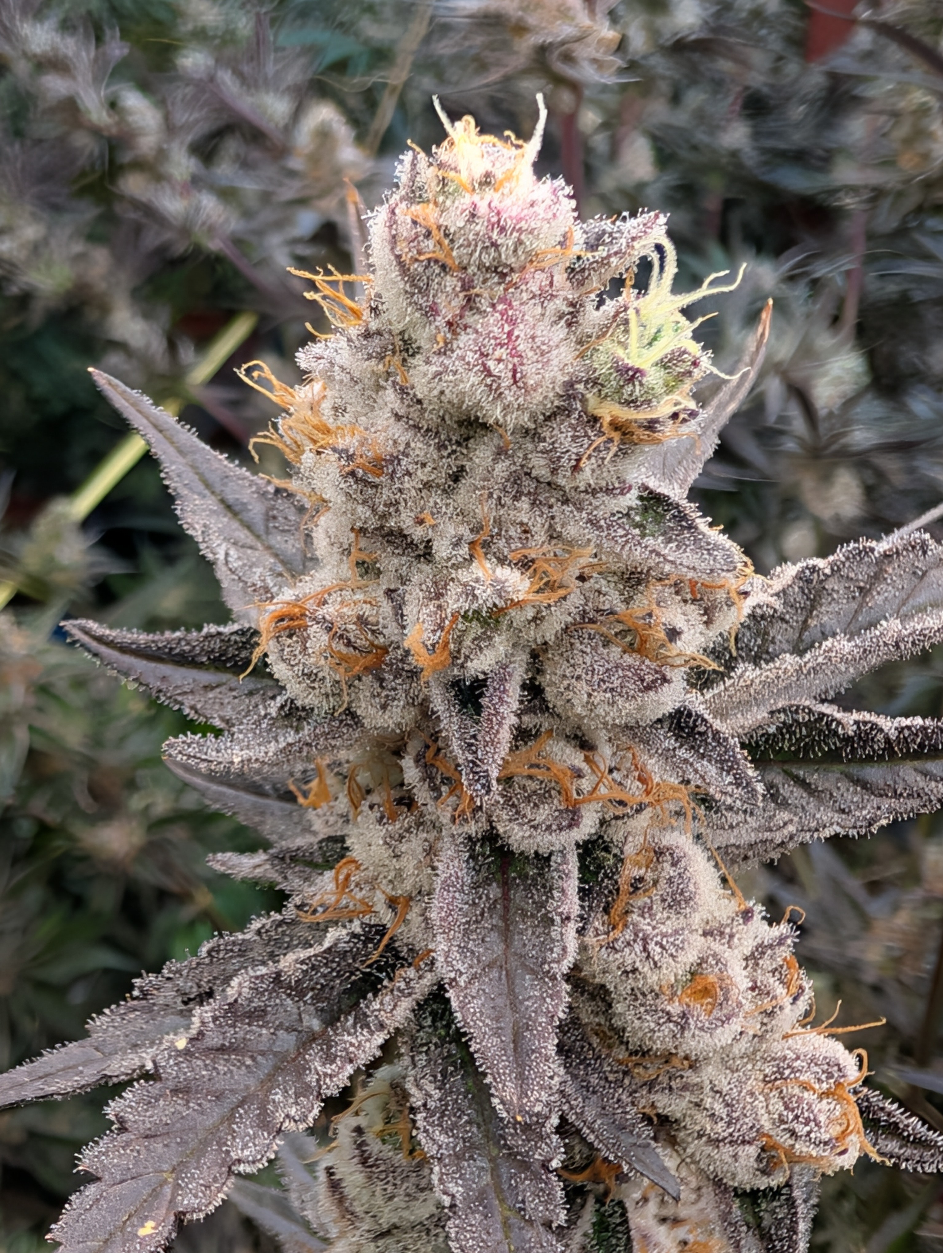 Blunicorn x platinum Kush breath