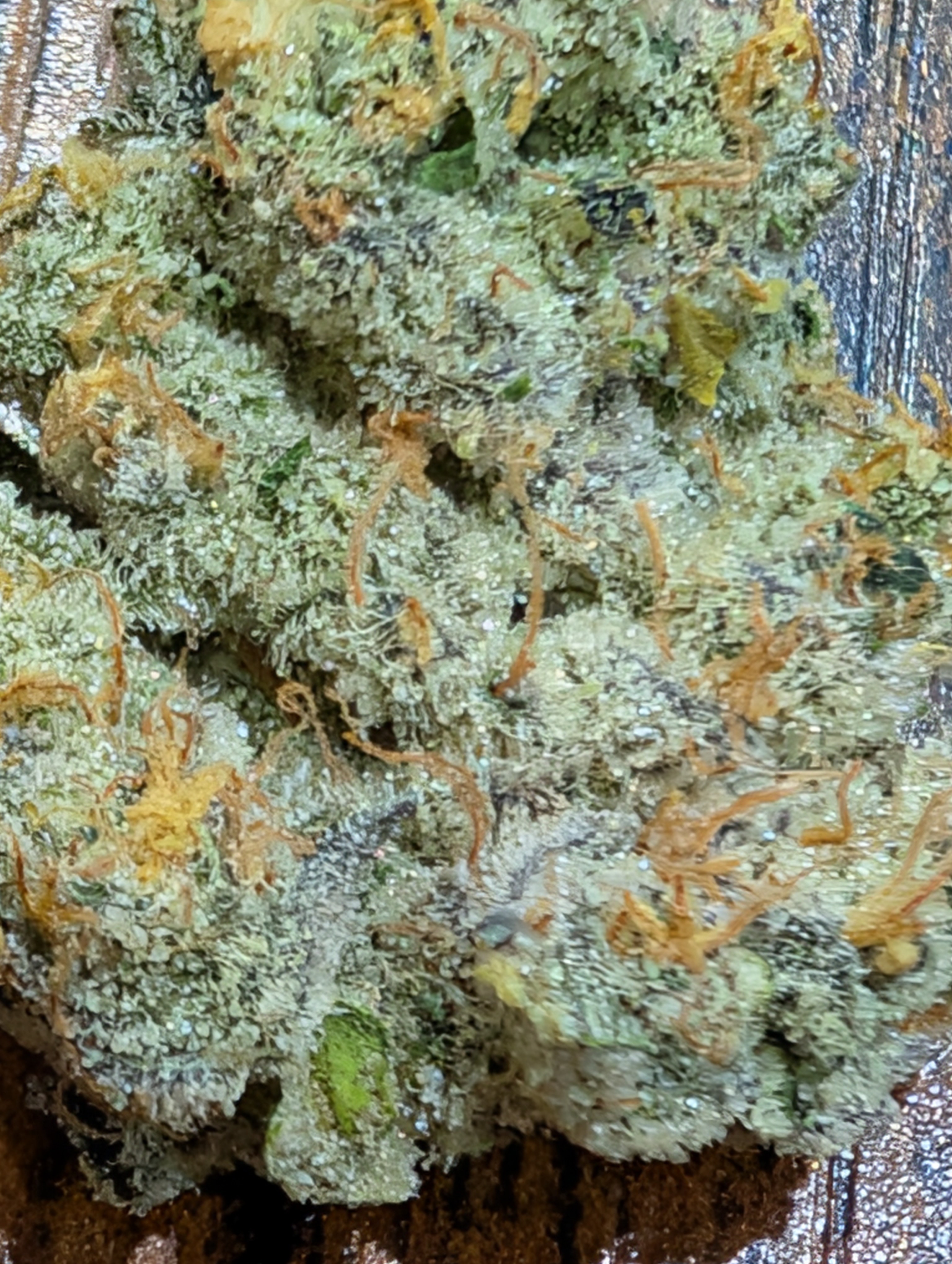 Blunicorn x platinum Kush breath